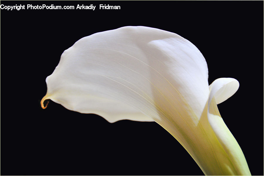 Garlic, Plant, Blossom, Flora, Flower, Petal