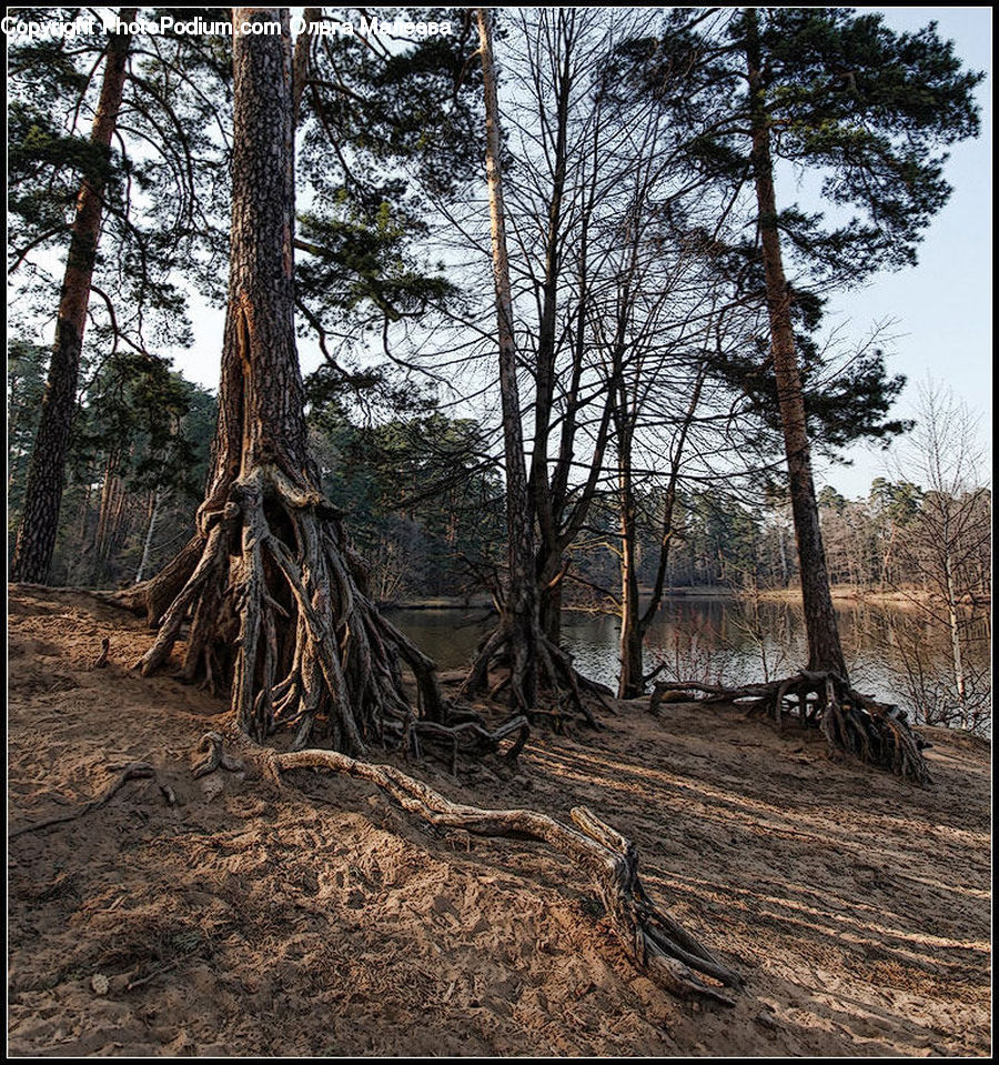 Forest, Vegetation, Tree Stump, Soil, Grove, Land, Plant