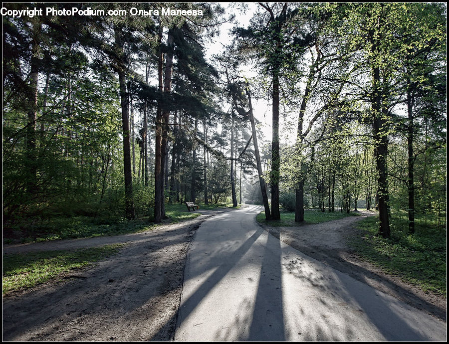 Dirt Road, Gravel, Road, Forest, Vegetation, Path, Walkway