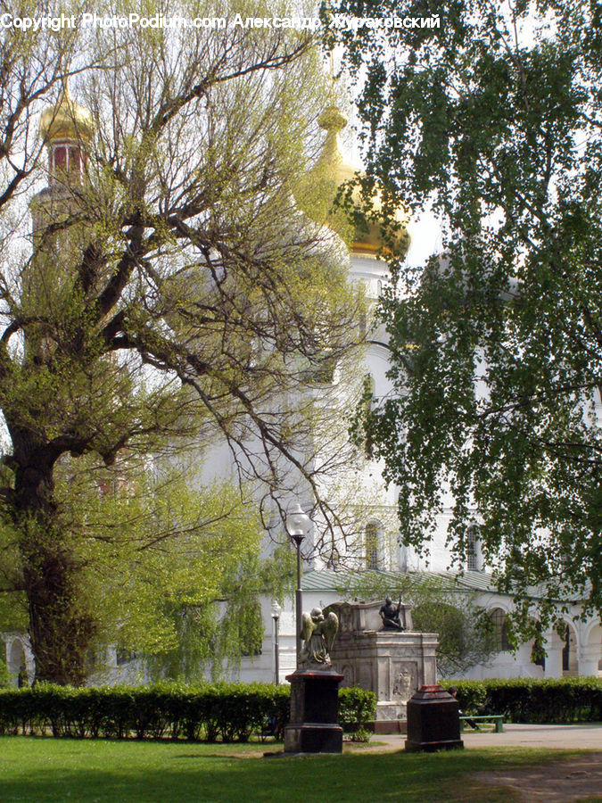 Conifer, Fir, Plant, Tree, Architecture, Bell Tower, Clock Tower