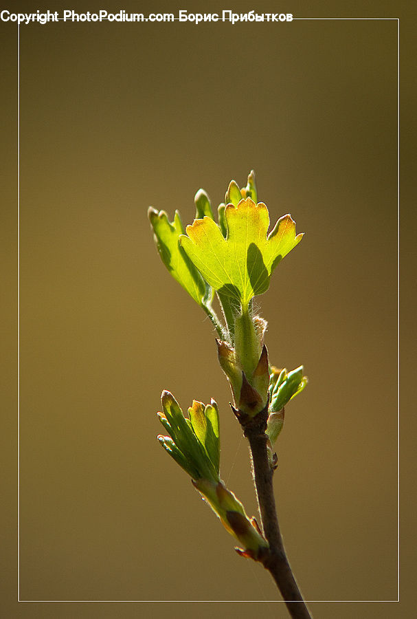 Bud, Plant, Asteraceae, Blossom, Flora, Flower, Flower Arrangement