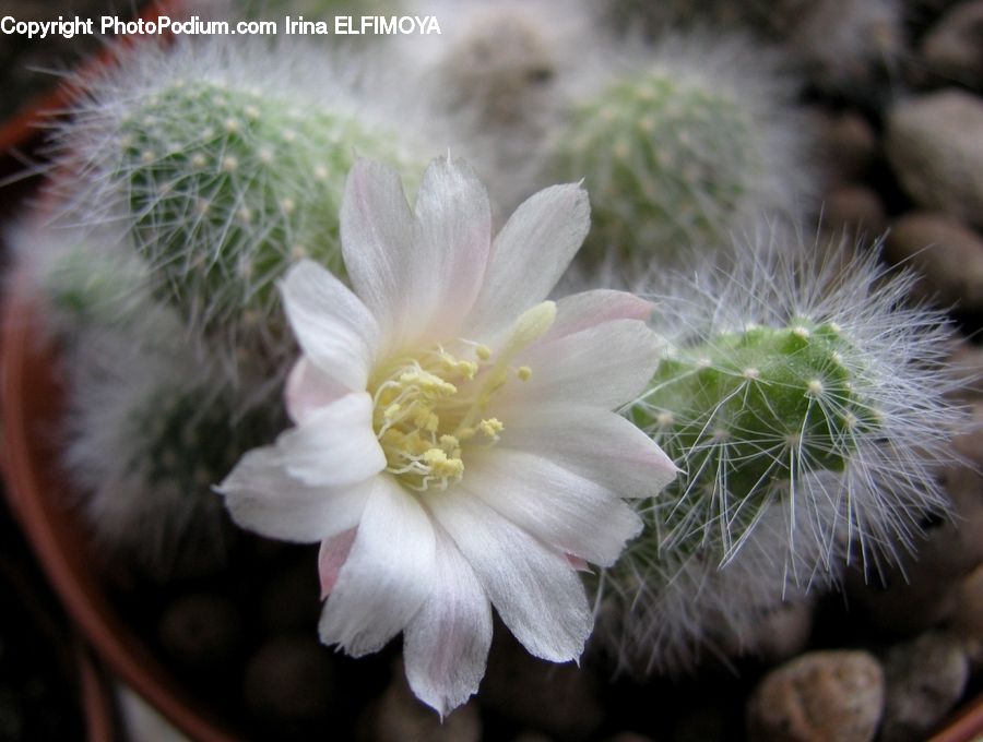Blossom, Flora, Flower, Plant, Cactus, Flower Arrangement, Flower Bouquet