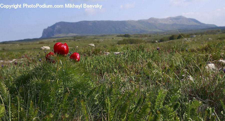 Field, Grass, Grassland, Land, Outdoors, Plant, Blossom