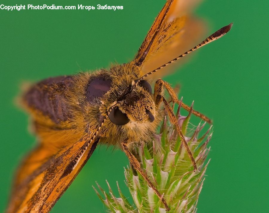 Anisoptera, Dragonfly, Butterfly, Insect, Invertebrate, Bee, Blossom