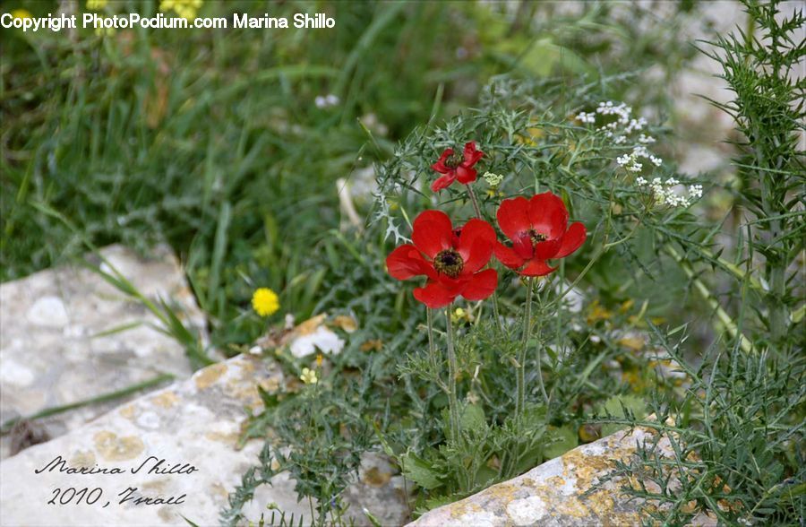 Blossom, Flora, Flower, Plant, Poppy, Fiber, Flax