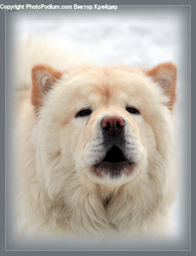 Animal, Chow, Dog, Pet