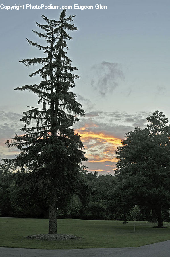 Conifer, Fir, Spruce, Wood, Plant, Tree, Abies
