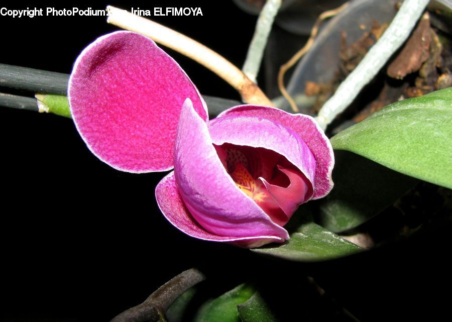 Blossom, Flora, Flower, Plant, Petal, LED, Lighting