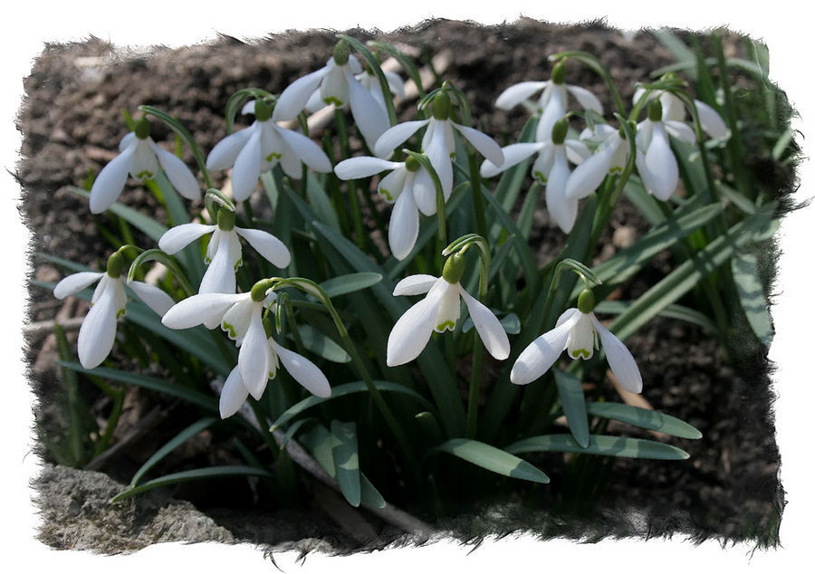 Amaryllidaceae, Blossom, Flower, Plant, Vanilla, Daffodil, Flora