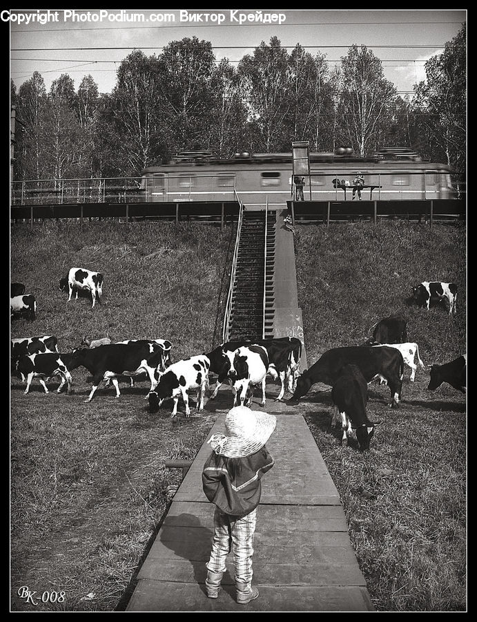 Animal, Cattle, Mammal, Cow, Dairy Cow, Train, Vehicle