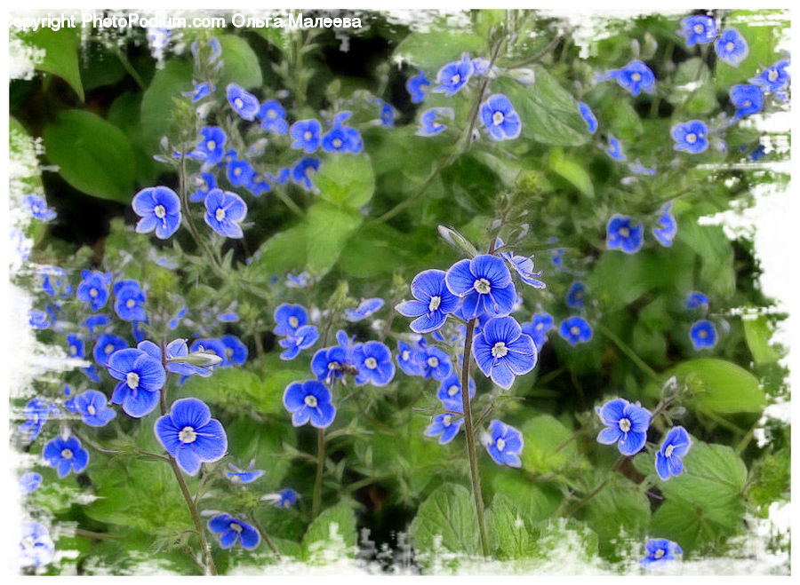 Fiber, Flax, Flora, Flower, Plant, Blossom, Geranium