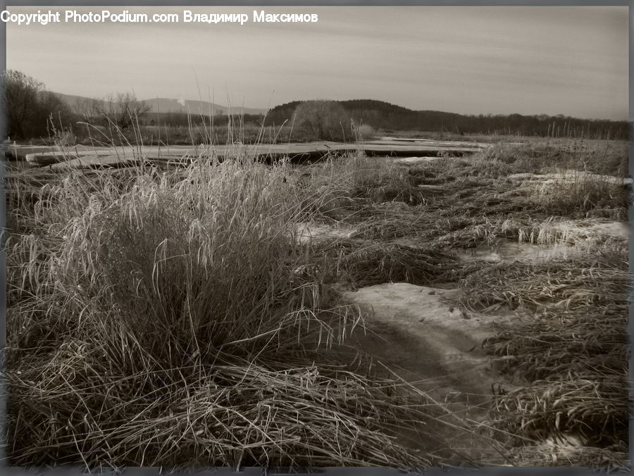 Land, Marsh, Outdoors, Swamp, Water, Grass, Plant