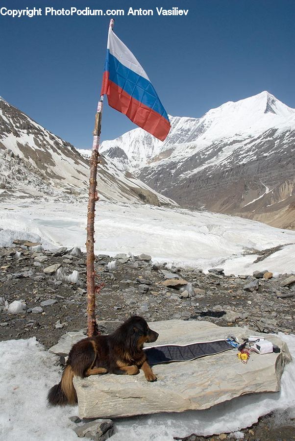 Alps, Crest, Mountain, Peak, Animal, Zoo, Canine