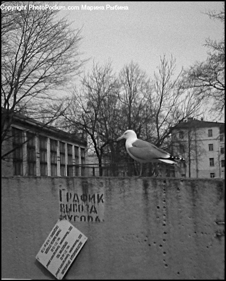 Bird, Seagull, Newspaper, Text, Booby, Pelican, Goose