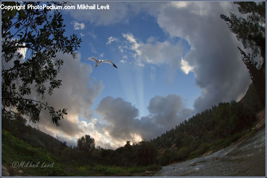 Cloud, Cumulus, Sky, Bird, Crane Bird, Heron, Azure Sky