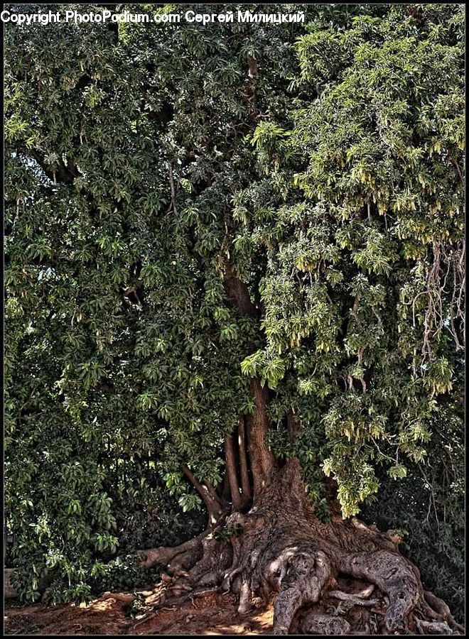 Tree Trunk, Plant, Tree, Oak, Wood, Forest, Jungle