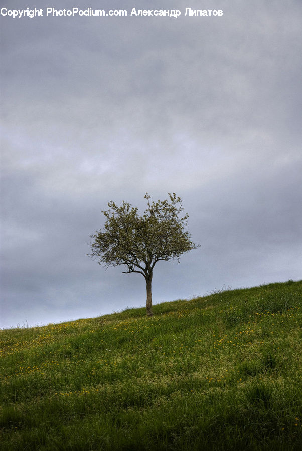 Field, Grass, Grassland, Land, Outdoors, Plant, Tree