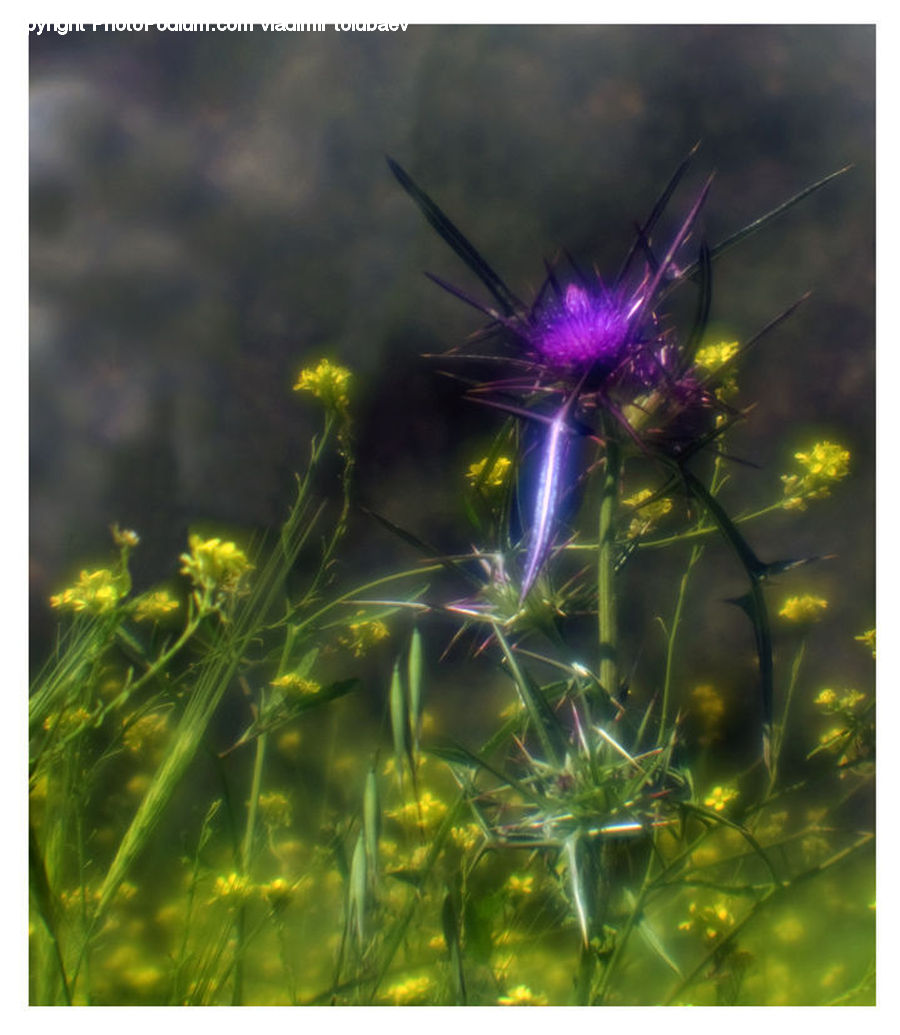 Dill, Plant, Dandelion, Flower, Aquilegia, Blossom, Flora