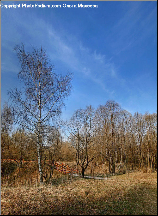 Field, Grass, Grassland, Land, Outdoors, Birch, Tree