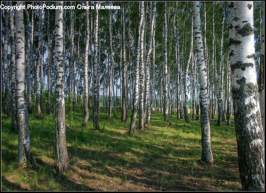 Birch, Tree, Wood, Forest, Vegetation