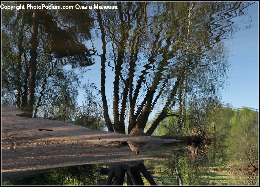 Birch, Tree, Wood, Landscape, Nature, Scenery