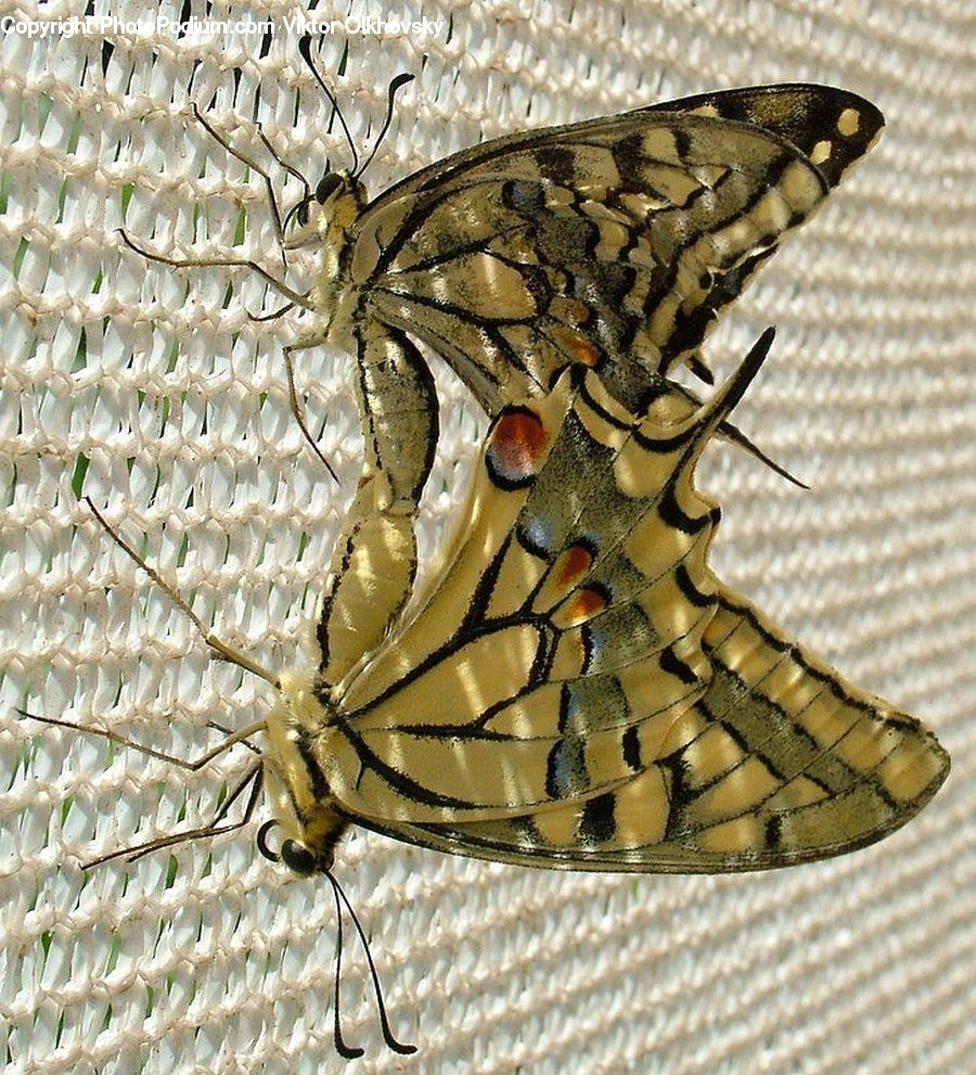 Butterfly, Insect, Invertebrate, Cricket Insect, Grasshopper
