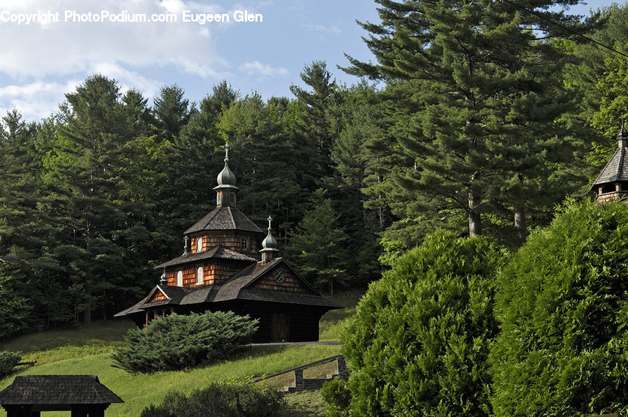 Conifer, Fir, Plant, Tree, Architecture, Pagoda, Shrine