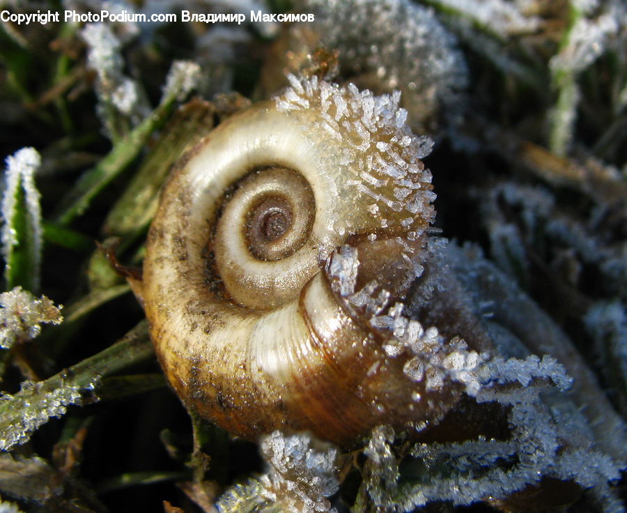 Frost, Ice, Outdoors, Snow, Fern, Plant, Agaric