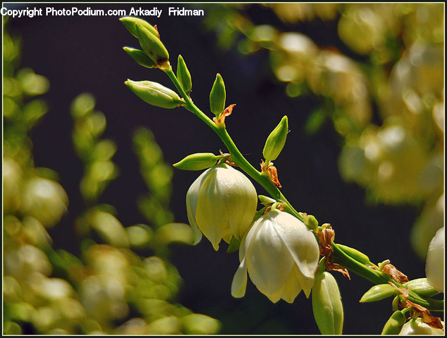 Bud, Plant, Fruit, Grapes, Blossom, Flower, Lilac
