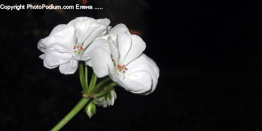 Blossom, Flora, Flower, Geranium, Plant, Lily, Gladiolus