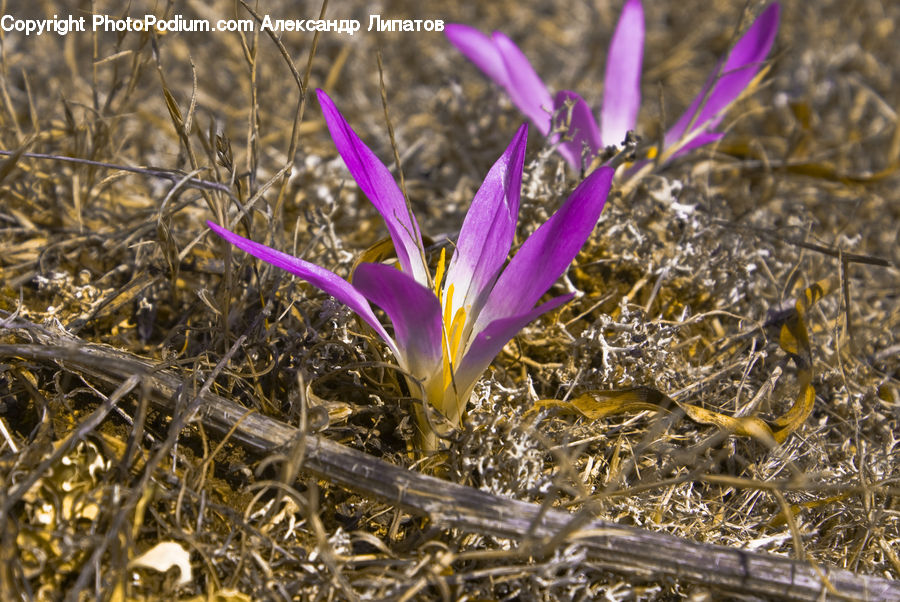 Blossom, Crocus, Flora, Flower, Plant, Vegetation