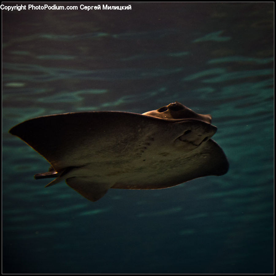 Fish, Manta Ray, Sea Life, Stingray, Stingray Fish