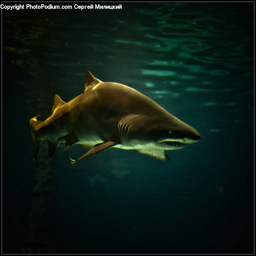 Fish, Sea Life, Great White Shark, Shark