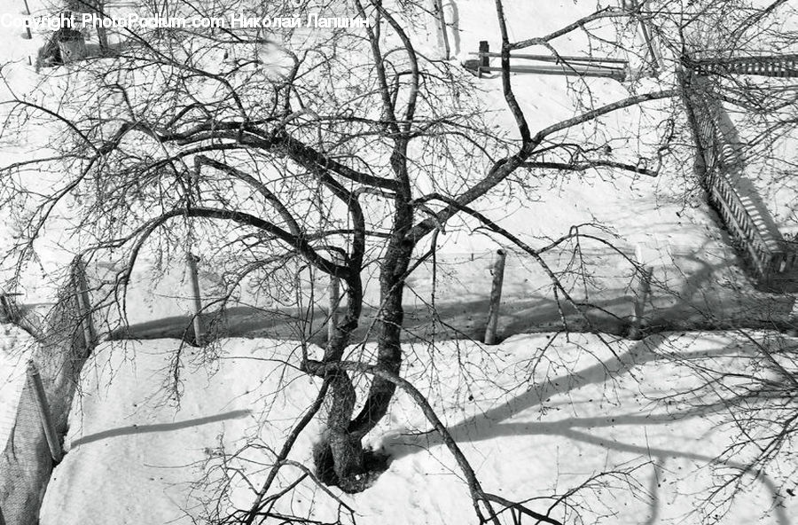Plant, Tree, Birch, Wood, Forest, Vegetation, Oak