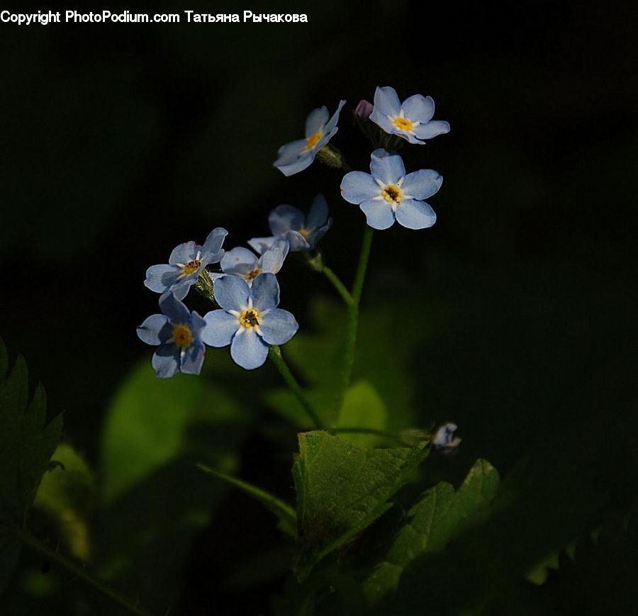 Fiber, Flax, Flora, Flower, Plant, Blossom, Pollen