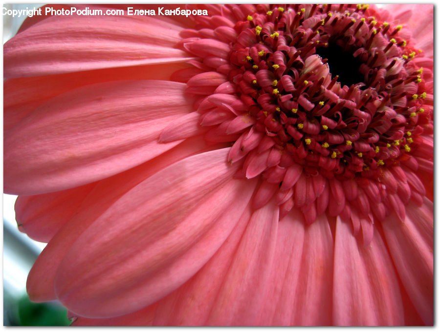 Flower, Lupin, Plant, Blossom, Dahlia, Flora, Anther