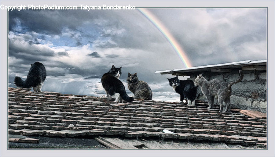 Animal, Cat, Mammal, Pet, Manx, Art, Modern Art