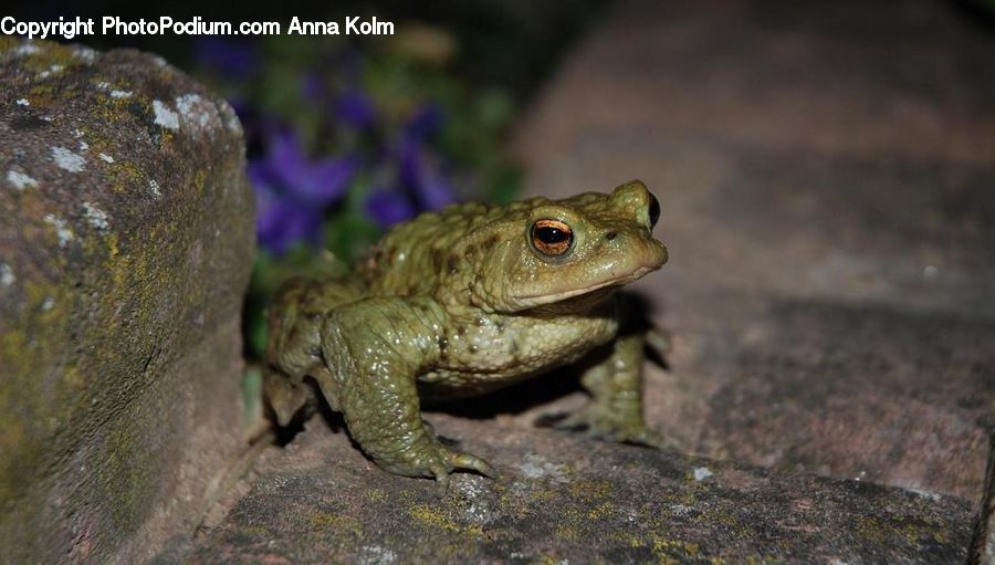 Amphibian, Frog, Wildlife, Toad