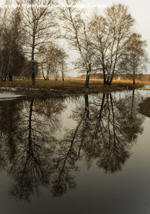 Flood, Plant, Tree