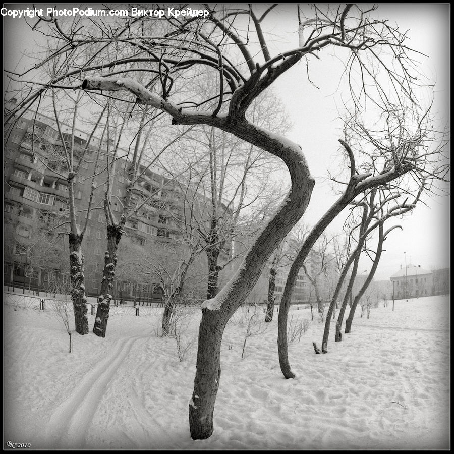 Plant, Tree, Ice, Outdoors, Snow, Drawing, Sketch