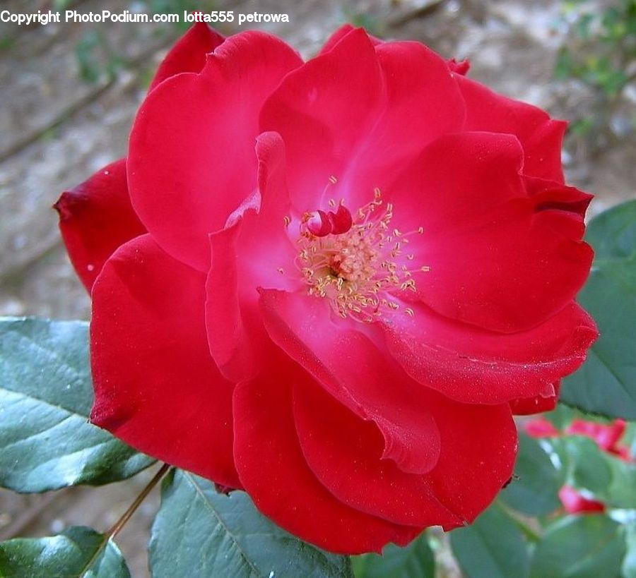 Blossom, Flora, Flower, Plant, Geranium, Anther, Petal