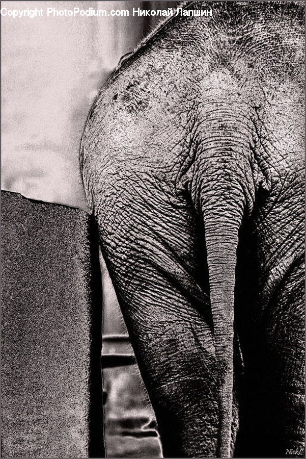 Animal, Elephant, Mammal, Clothing, Denim, Jeans, Pants
