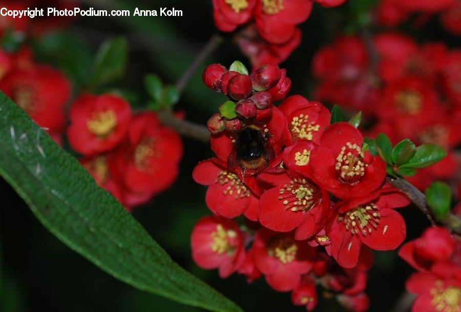 Plant, Blossom, Flora, Flower, Fruit, Geranium, Petal
