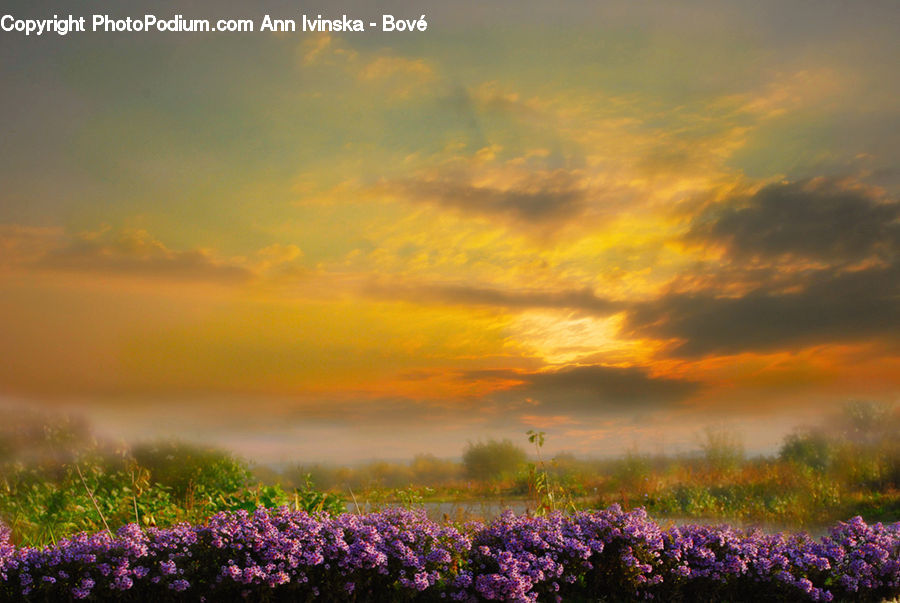 Lavender, Plant, Dawn, Dusk, Sky, Sunrise, Sunset