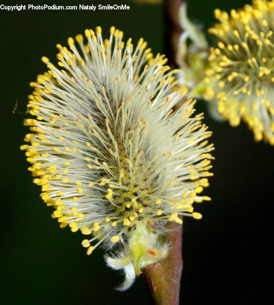 Dandelion, Flower, Plant, Flora, Pollen, Blossom, Asteraceae