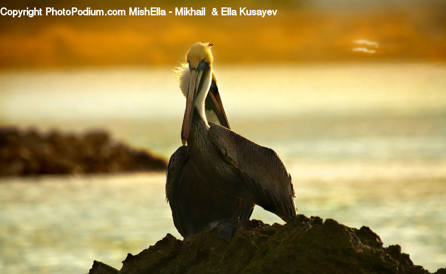Bird, Pelican, Cormorant, Waterfowl, Booby, Beak, Glitter