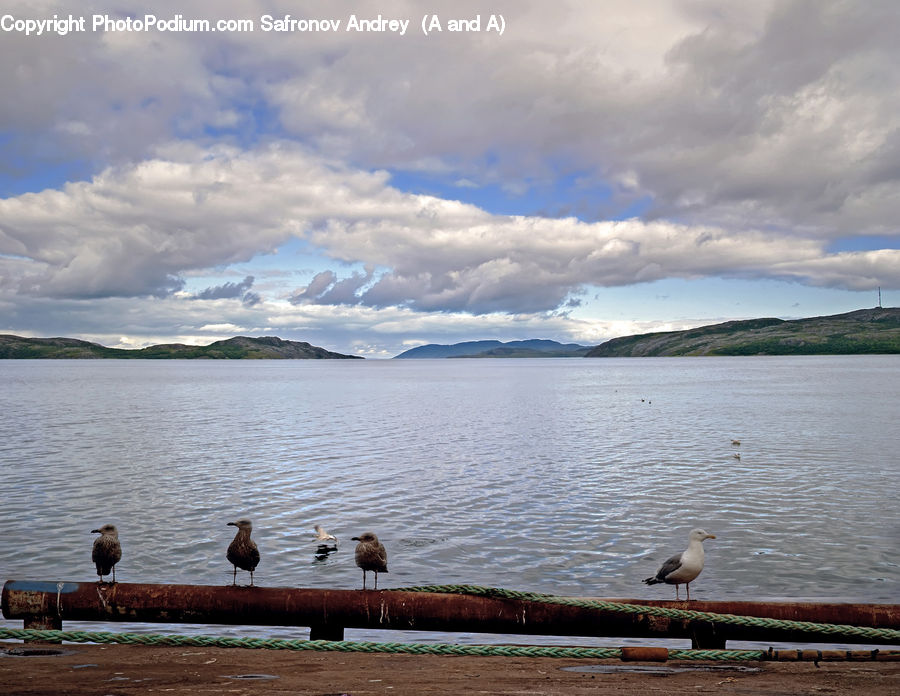 Bird, Seagull, Lake, Outdoors, Water, Cloud, Cumulus