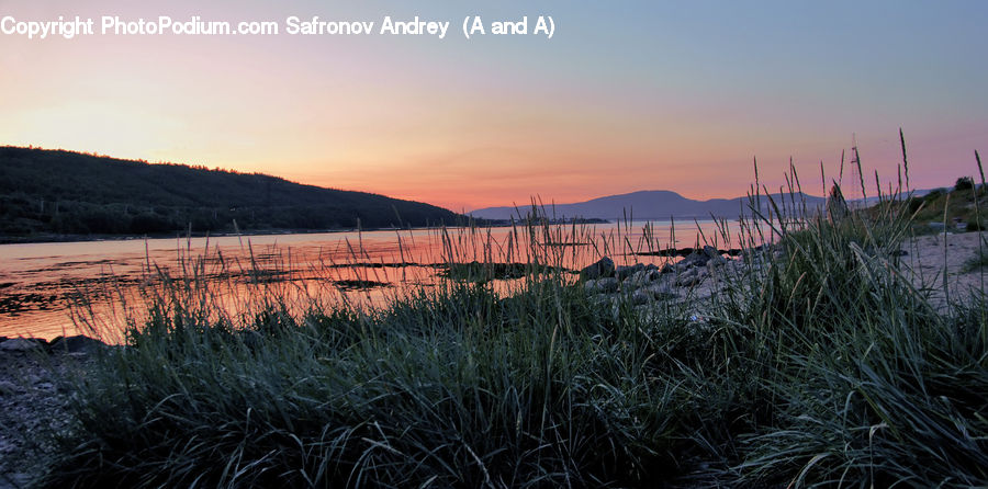 Grass, Plant, Reed, Field, Grassland, Dawn, Dusk