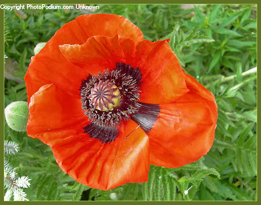 Blossom, Flora, Flower, Plant, Poppy
