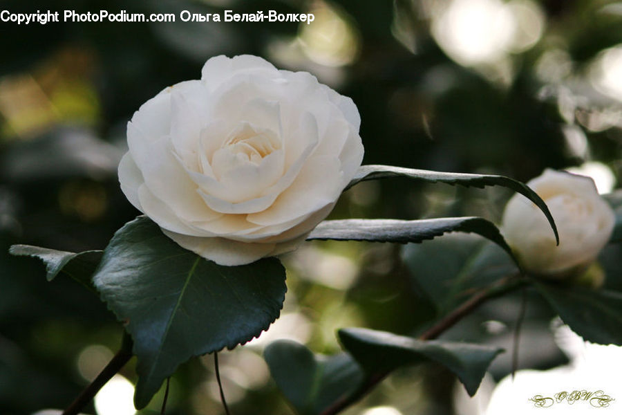 Blossom, Flower, Plant, Rose, Flora, Flower Arrangement, Flower Bouquet